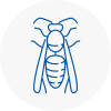 Higham Ferrers Wasp Nest Removal